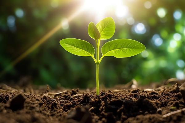 烤烟种植商业模式研究：探索烟叶产业的新机遇图1