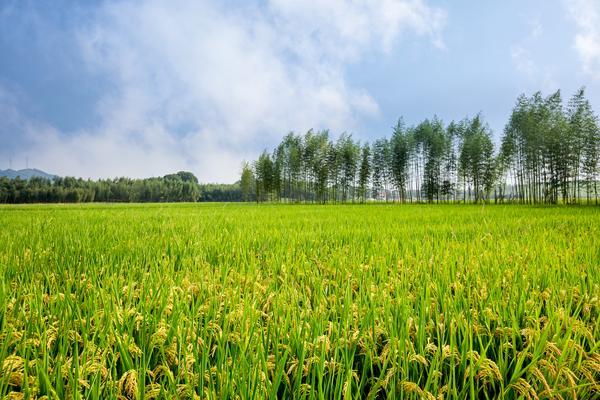 农业企业产业转型：从传统迈向现代化的路径与挑战 图1